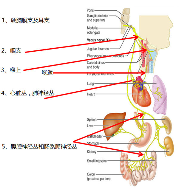 耳甲迷走神經(jīng)刺激器